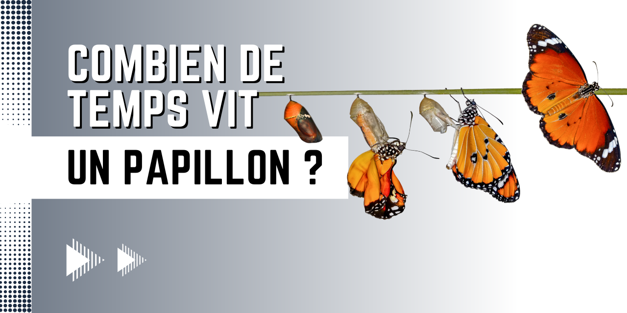 Combien de temps vit un papillon ?
