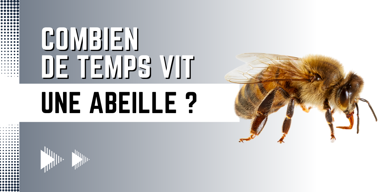 Combien de temps vit une abeille ? Durée de vie des ouvrières, reines et mâles