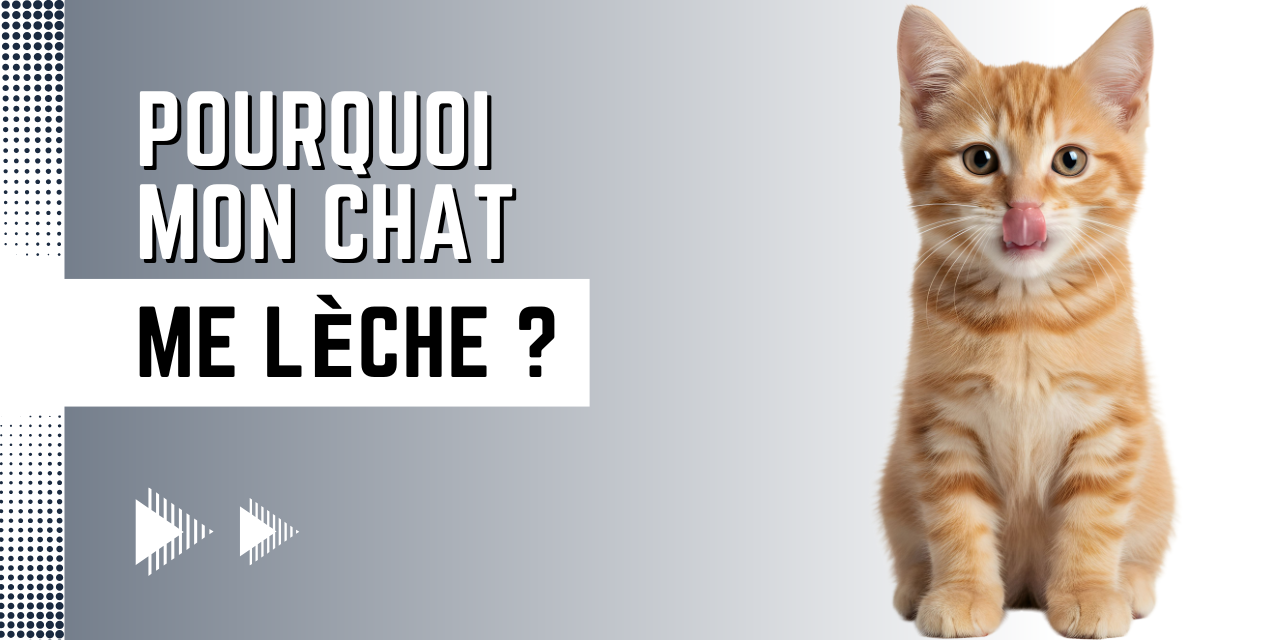 Pourquoi mon chat me lèche ?