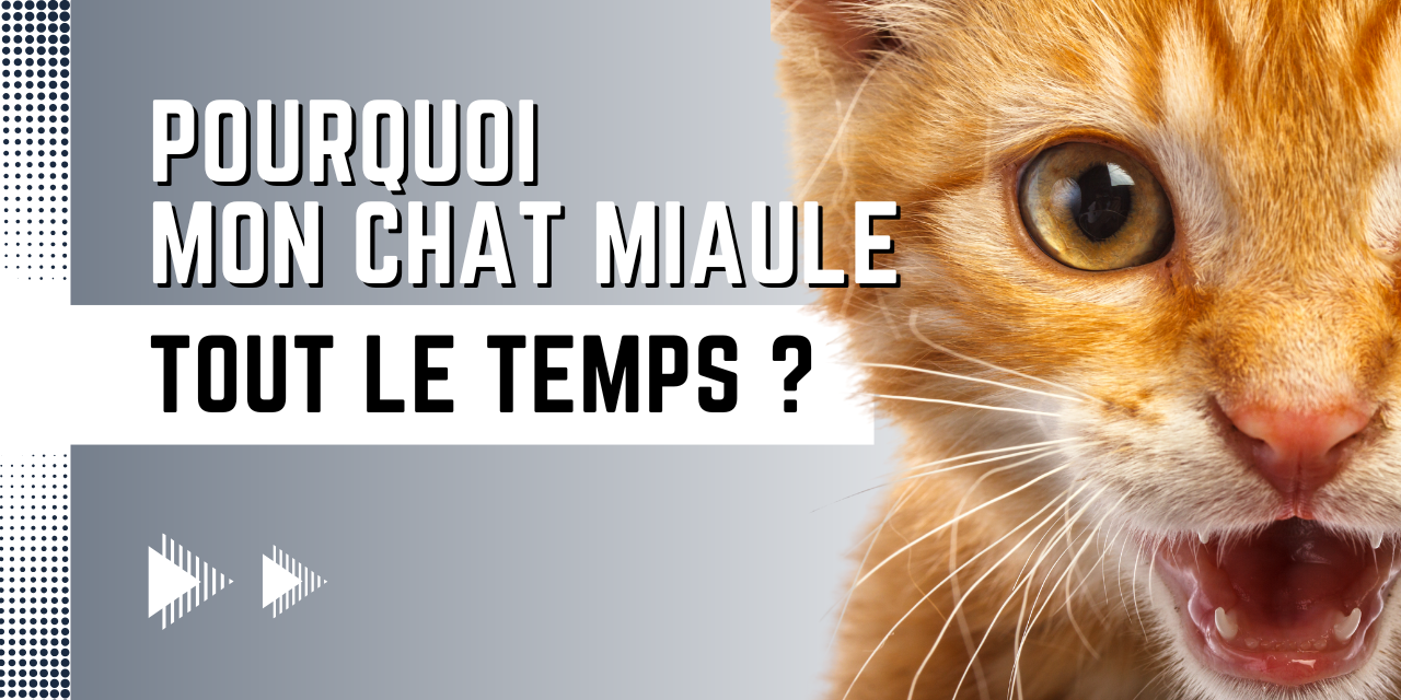 Pourquoi mon chat miaule tout le temps ?