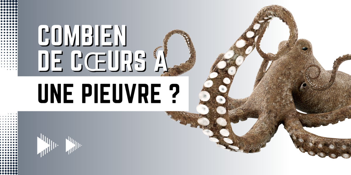 Combien de cœurs a une pieuvre ? Explication simple et étonnante