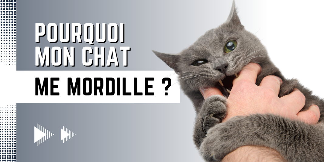 Pourquoi mon chat me mordille ? 
