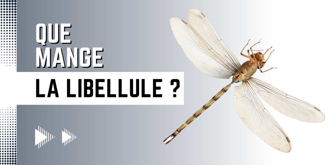 Que mange la libellule ? 