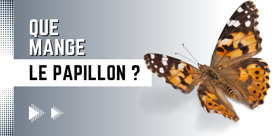 Que mange le papillon ? 